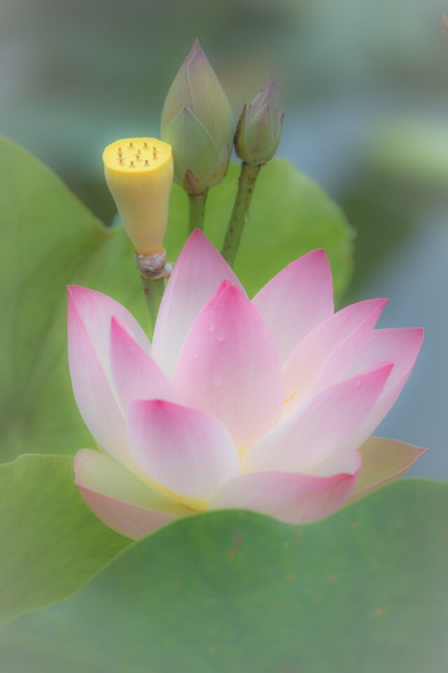 お釈迦様のお誕生日 花まつり(灌仏会)のお知らせ